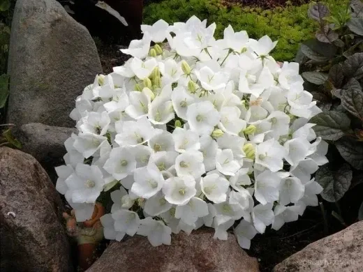 Колокольчик карпатский (Campanula carpatica) "Avida White"
