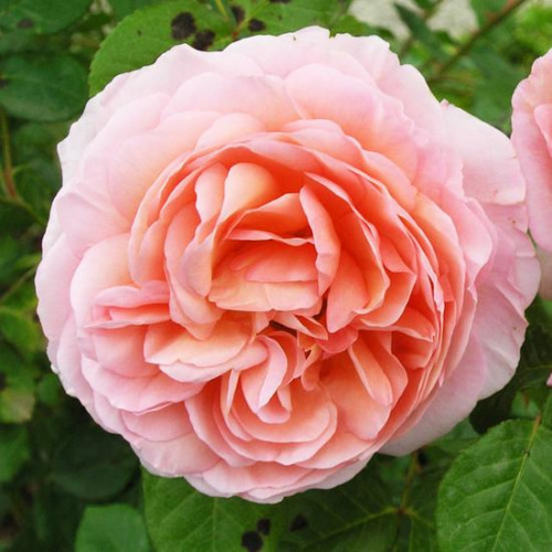 Abraham Darby