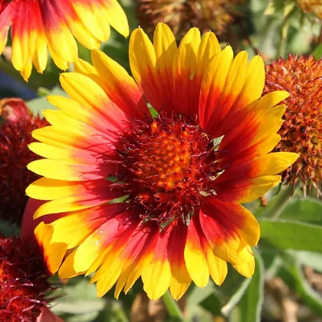 Гайлардия гибридная (Gaillardia hybrida) «Arizona Sun»