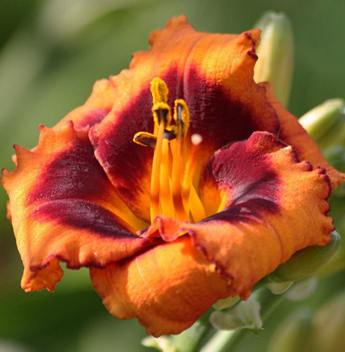 Madeline Nettles Eyes