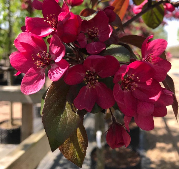 Яблоня декоративная «Scarlett»