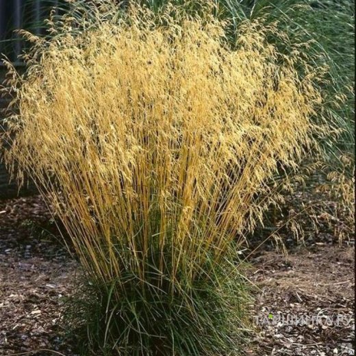 Щучка (Луговик) (Pixie Fountain)