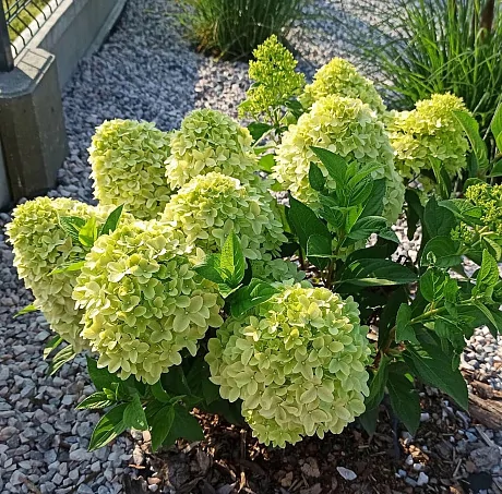 Гортензия метельчатая (Hydrangea paniculata) «Panenka»
