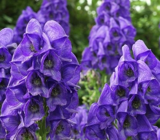 Аконит Арендса (Aconitum Arendsii)