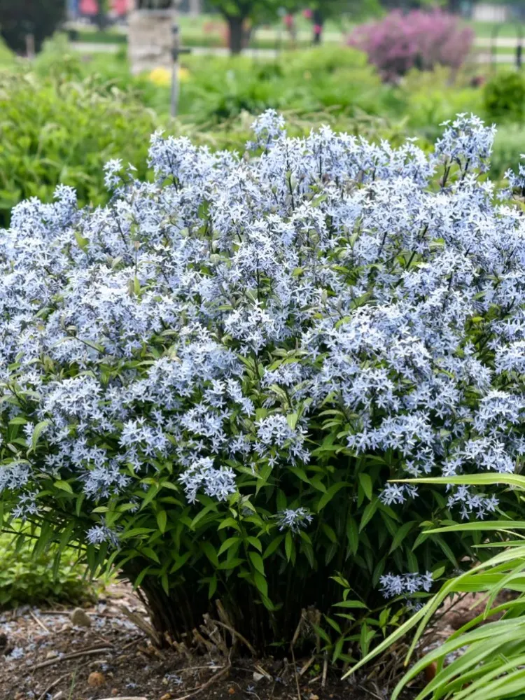 Амсония табернемонтана (Amsonia tabernaemontana)