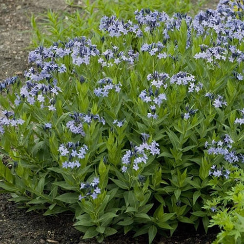 Амсония (Amsonia)         'Blue Ice'