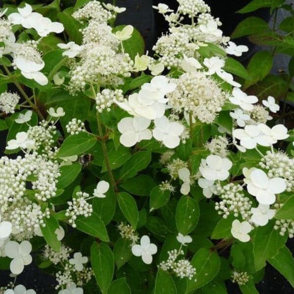 Гортензия метельчатая  "Prim White"