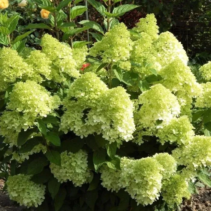 Гортензия метельчатая (Hydrangea paniculata) «Panatella»