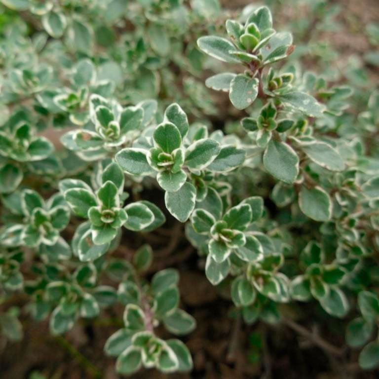 Тимьян лимоннопахнущий "Variegated Leaves"