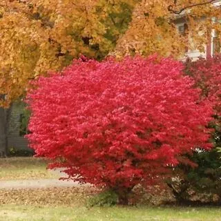 Бересклет крылатый (Euónymus alátus) "Compactus"