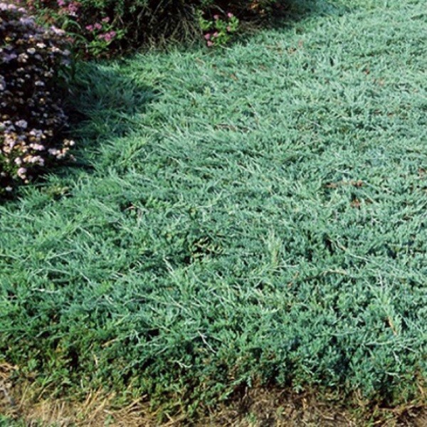 Можжевельник горизонтальный (Juniperus horizontalis)         Jade River