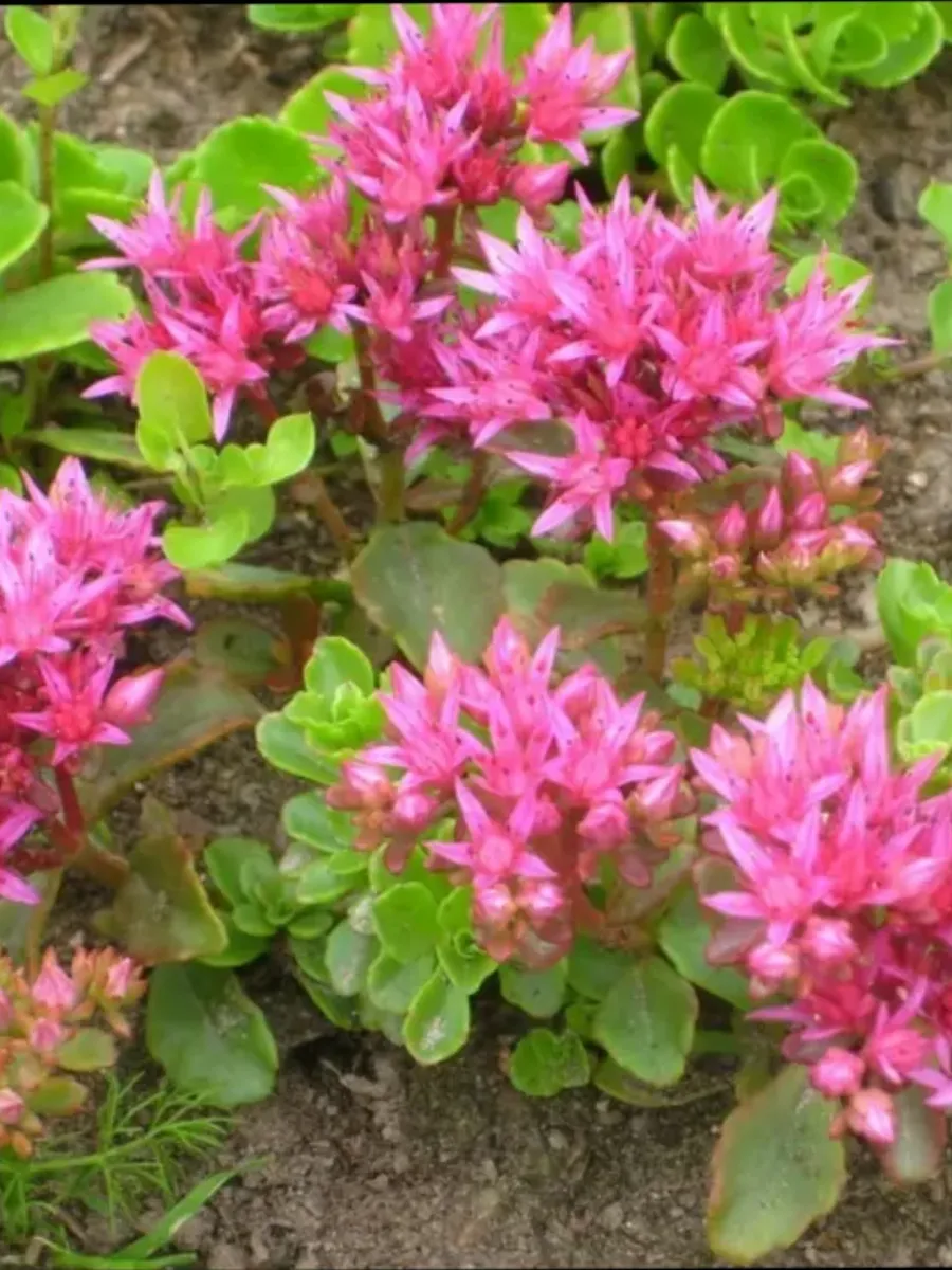 Очиток ложный «Solarity»