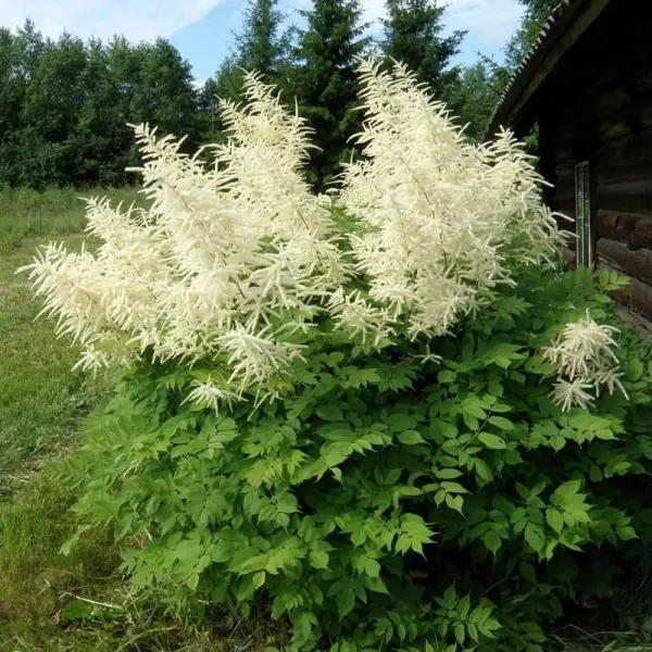 Волжанка двудомная (Aruncus)