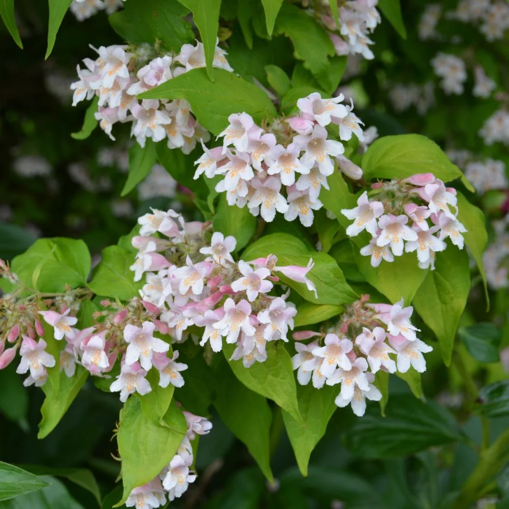 Кольквиция прелестная  "Maradco"     (Kolkwitzia amabilis)