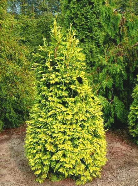 Туя западная (Thuja occidentalis) 'Cloth of Gold'