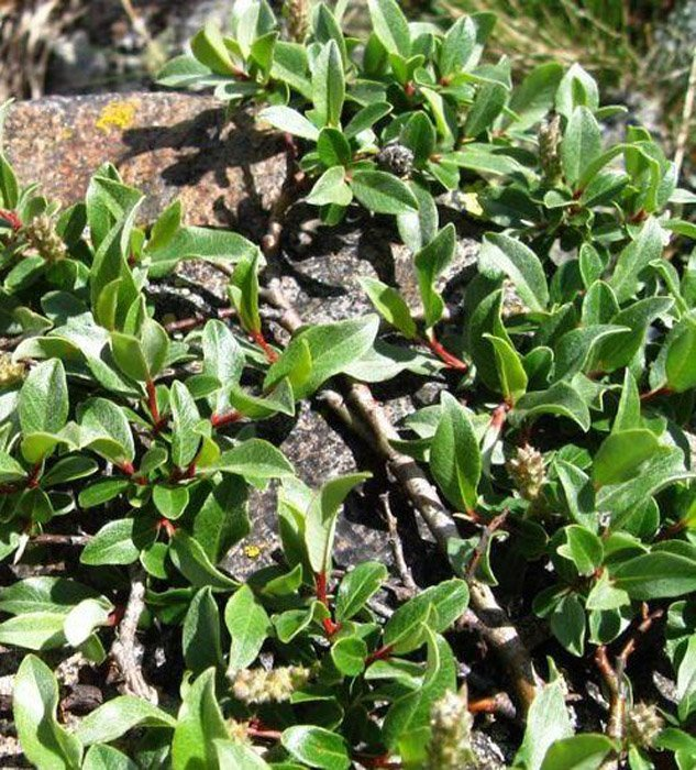 Ива ползучая            (Salix reptans)                     «Green carpet»