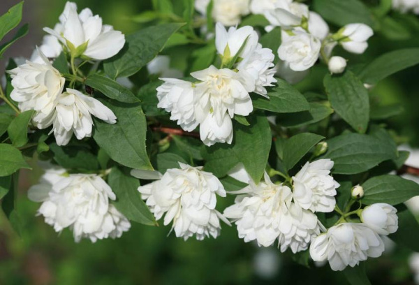 Чубушник (Philadelphus) “Manteau d’Hermine”