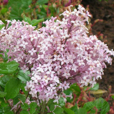 Сирень Мейери (Syringa meyeri) "Palibin"