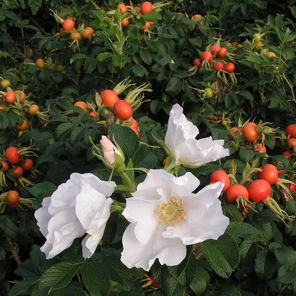 Роза морщинистая (Rosa rugosa) "Alba"
