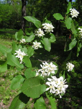 Амелосорбус (Amelasorbus) (гибрид ирги и рябины)