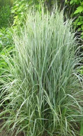 Вейник остроцветковый (Overdam)