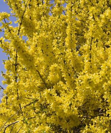 Форзиция зимостойкая (Forsythia intermedia)