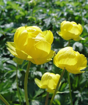 Купальница европейская "Lemon Supreme"