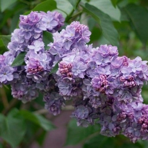 Сирень обыкновенная (Syringa vulgaris) “Вечерняя Москва”