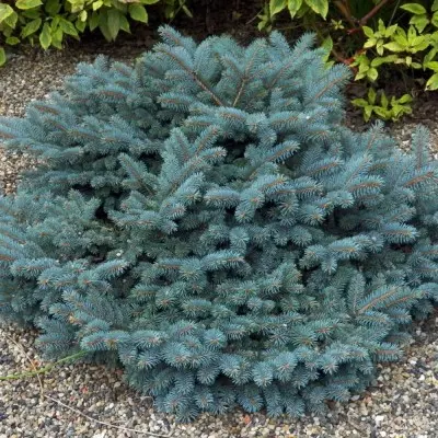 Ель колючая (Picea pungens) 'Karpaten'