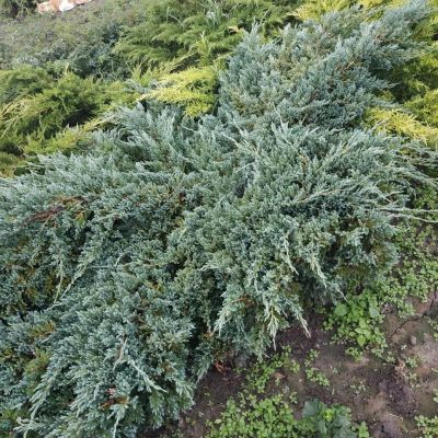 Можжевельник чешуйчатый (Juniperus squamata)              “Blue Carpet”