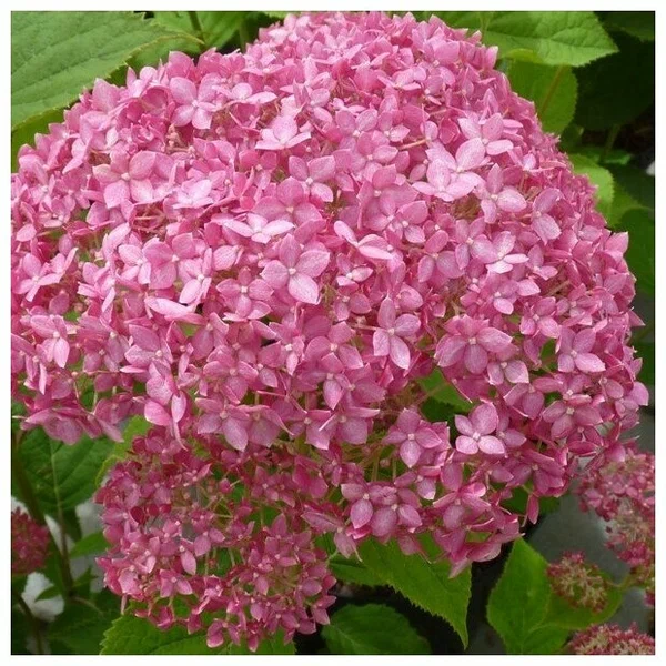 Гортензия древовидная (Hydrangea arborescens)“Pink Annabelle”