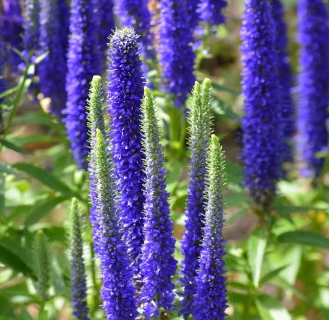 Вероника длиннолистная (Veronica longifolia) «Ronica Blue»