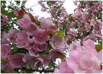 Яблоня декоративная колонновидная (Malus) «Огни Москвы»