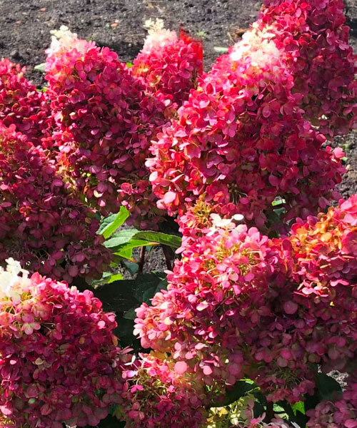 Гортензия метельчатая «Red Velvet»(Indian Sammer)