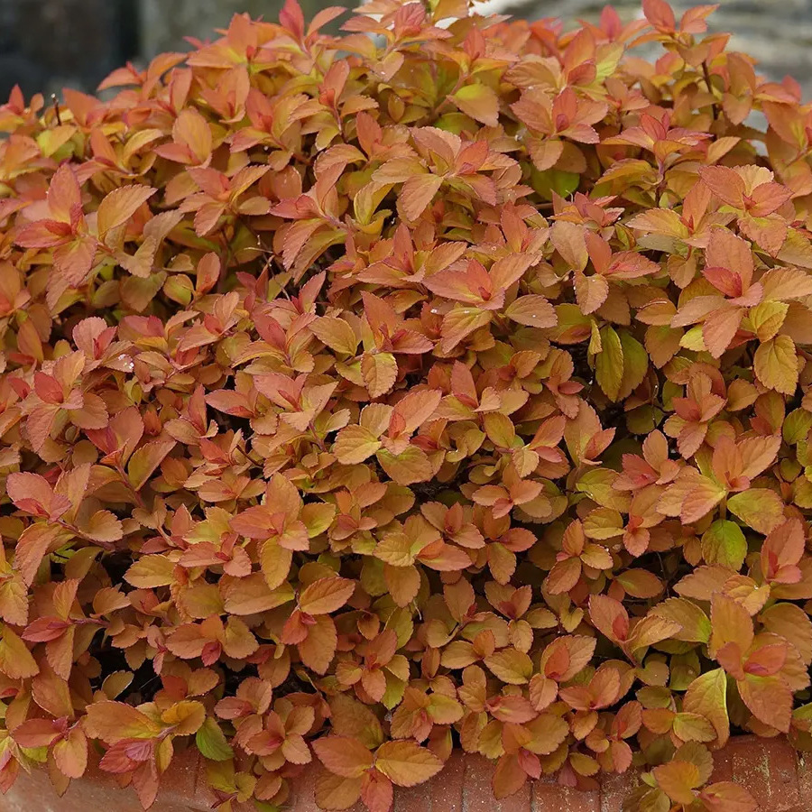 Спирея японская (Spiraea japonica) «Zen`Spirit Caramel»