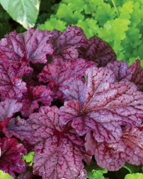 Гейхерeлла   (Heucherella)       «Infinity»