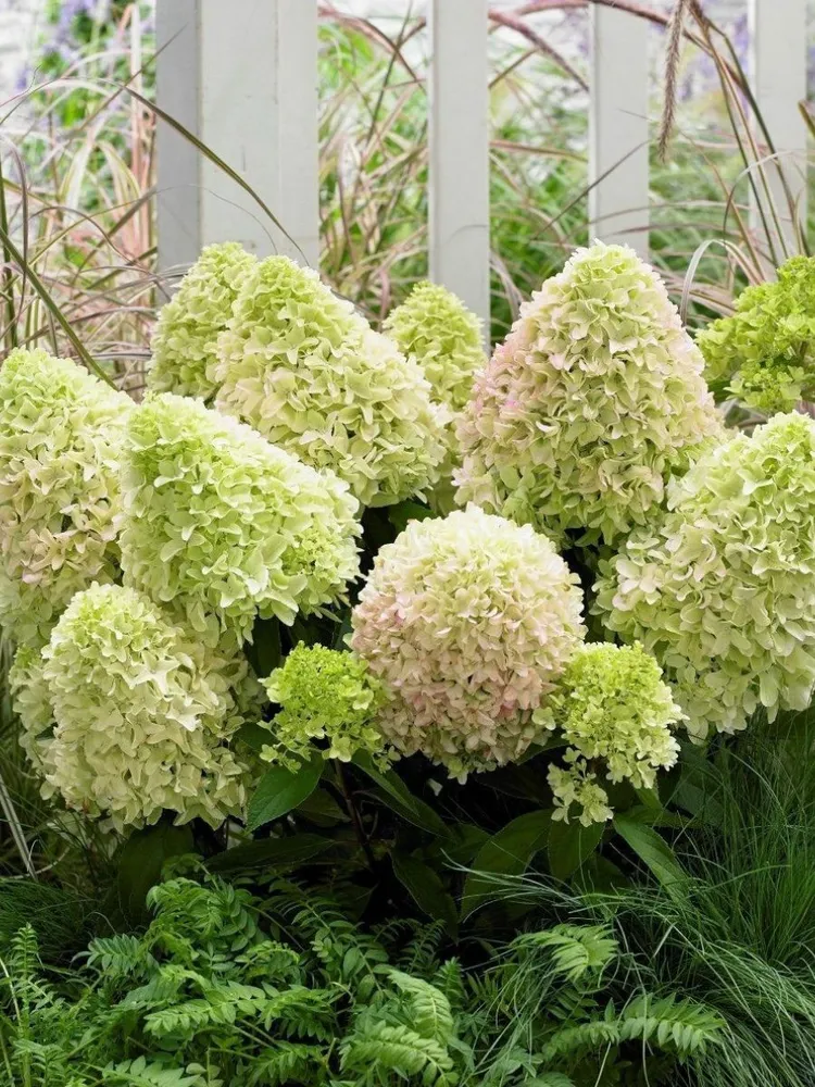 Гортензия метельчатая (Hydrangea paniculata) «Little Fraise»