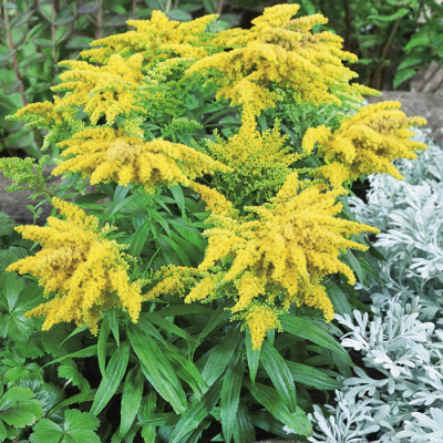 Золотарник (Solidago) «Golden Dwarf»