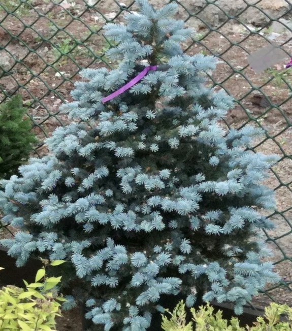 Ель колючая (Picea pungens) 'Rio Granade'