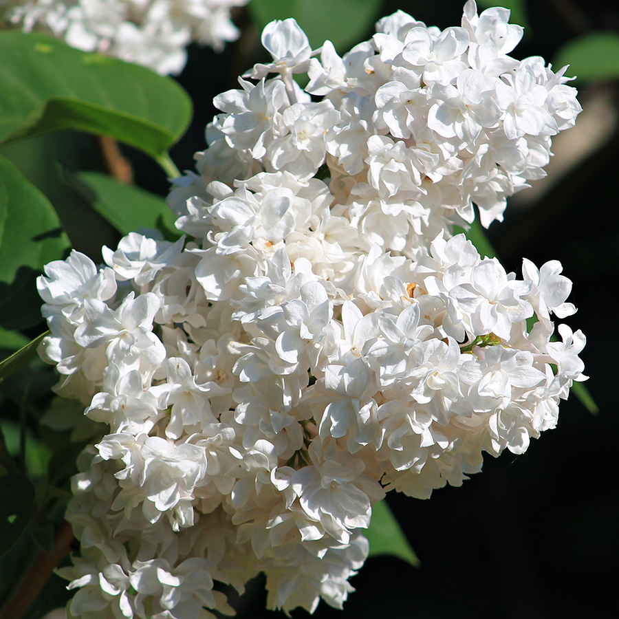 Сирень обыкновенная (Syringa vulgaris)  «Советская Арктика»