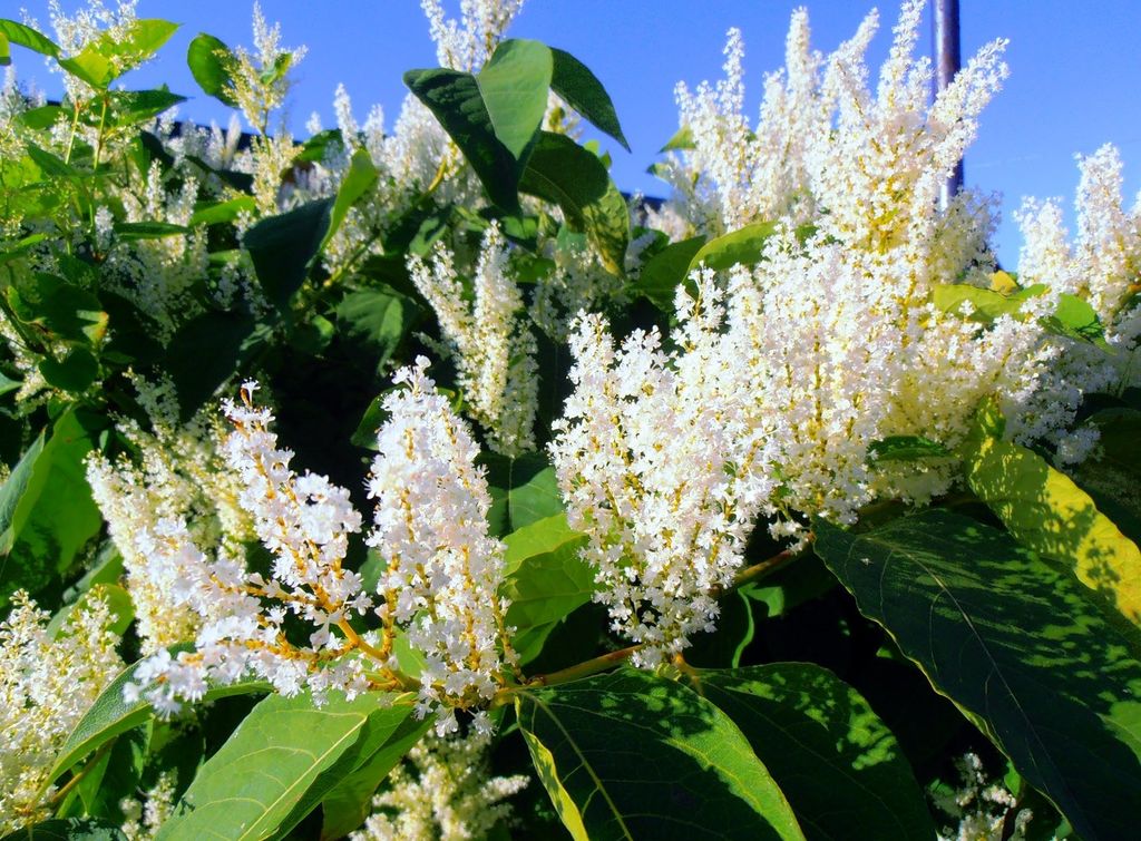 Гречиха сахалинская (Reynoutria sachalinensis)