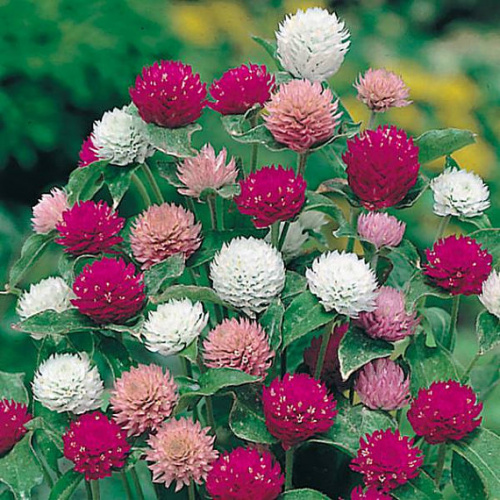 Гомфрена (Gomphrena)