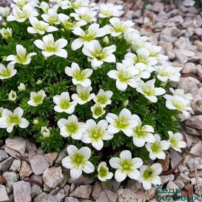 Камнеломка Арендса «Highlander White»