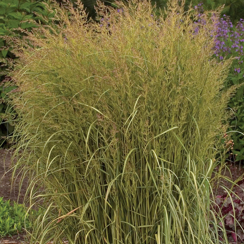 Вейник оcтроцветковый (Avalanche)