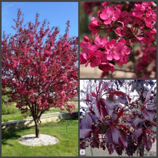 Яблоня декоративная 'Royalty'