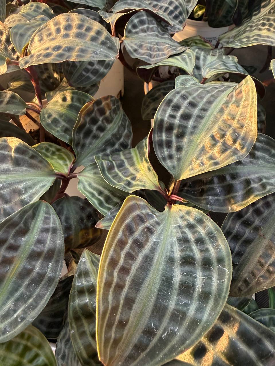 Геогенантус Пеп-Пига