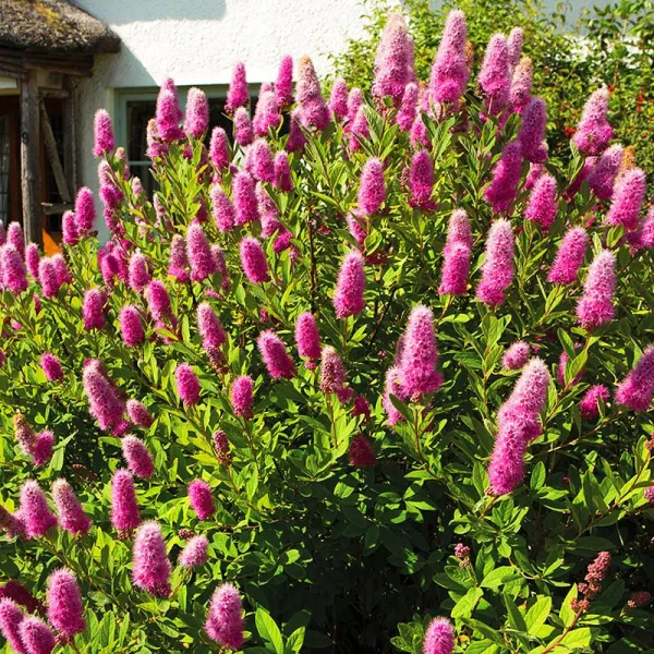 Спирея Биларди (Spiraea x billardi)