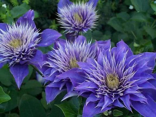 Multy Blue