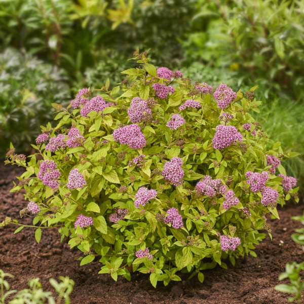 Спирея японская (Spiraea japonica) «Tessa»