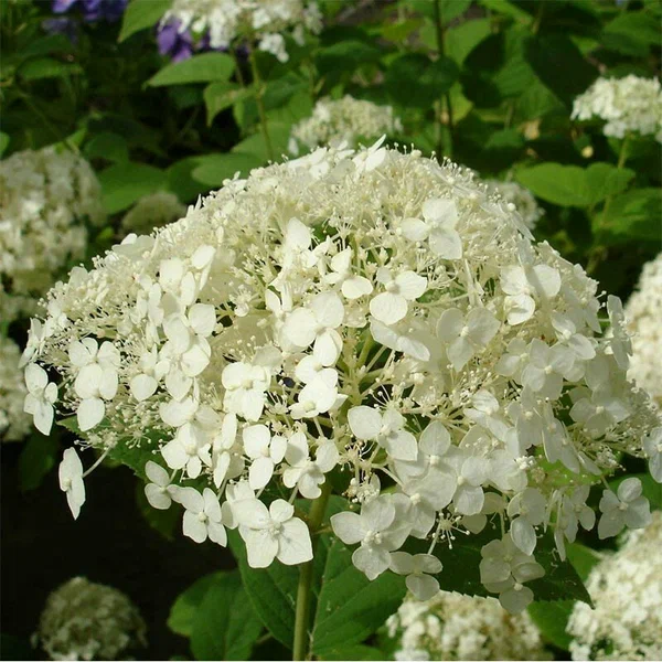 Гортензия древовидная (Hydrangea arborescen "Sterilis"